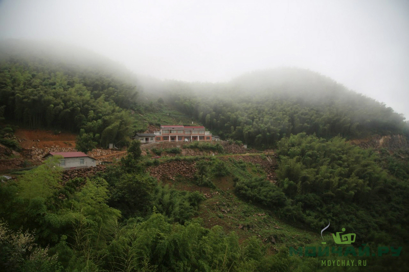 liuan green tea mountain village