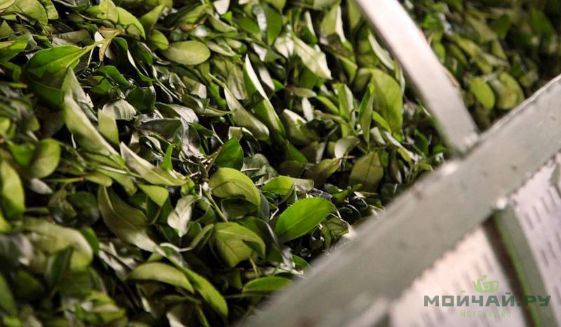 green tea processing