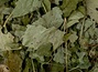 Black currant leaves