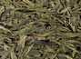 Green Tea Xihu Longjing 
