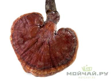 The Lingzhi mushroom Ganoderma lucidum whole mushroom