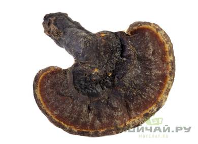 The Lingzhi mushroom Ganoderma lucidum whole mushroom