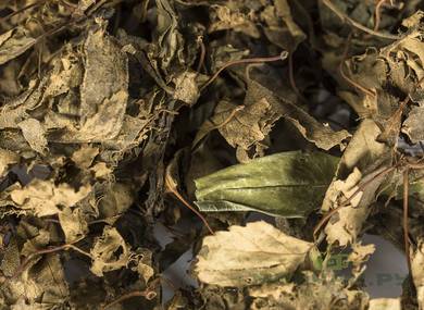 Birch leaf fermented