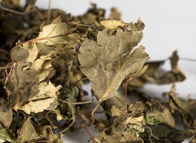 Birch leaf fermented