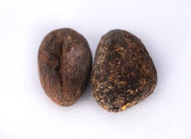 Cocoa beans  fermented San-Tome