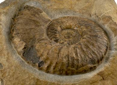 Decorative fossil # 30993 stone ammonite