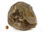 Decorative fossil # 30993 stone ammonite