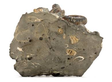 Decorative fossil # 30994 stone ammonite