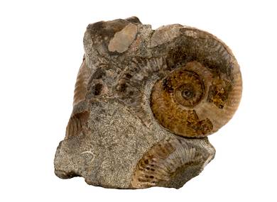 Decorative fossil # 36969 stone ammonite