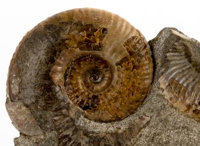 Decorative fossil # 36969 stone ammonite
