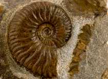 Decorative fossil # 36973 stone ammonite