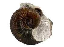 Decorative fossil # 36974 stone ammonite