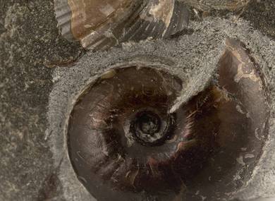 Decorative fossil # 36975 stone ammonite