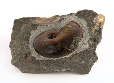 Decorative fossil # 36975 stone ammonite