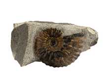 Decorative fossil # 36977 stone ammonite