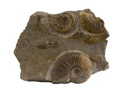 Decorative fossil # 36978 stone ammonite