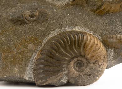 Decorative fossil # 36978 stone ammonite