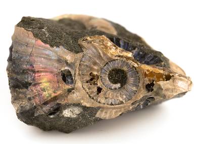 Decorative fossil # 36979 stone ammonite