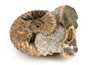 Decorative fossil # 36979 stone ammonite