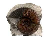 Decorative fossil # 36980 stone ammonite