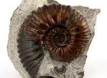 Decorative fossil # 36980 stone ammonite