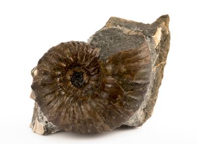 Decorative fossil # 36981 stone ammonite