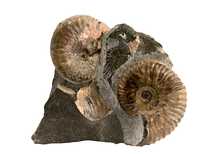 Decorative fossil # 36983 stone ammonite