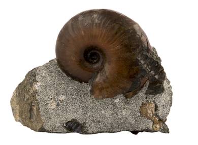 Decorative fossil # 36984 stone ammonite