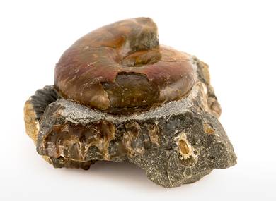 Decorative fossil # 36985 stone ammonite