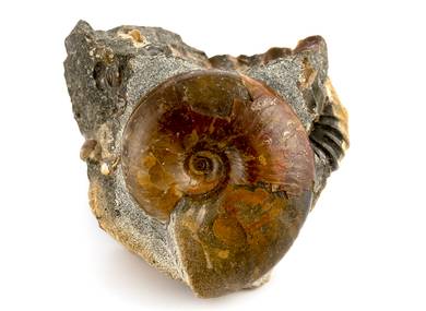 Decorative fossil # 36985 stone ammonite