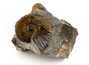 Decorative fossil # 36986 stone ammonite
