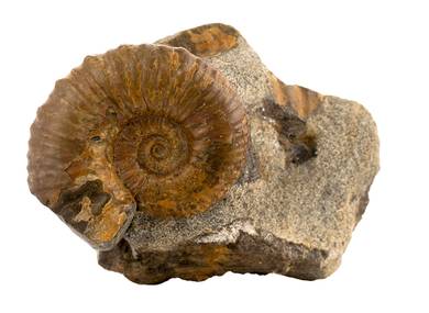 Decorative fossil # 36988 stone ammonite