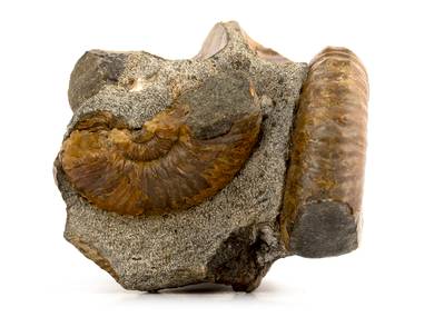 Decorative fossil # 36988 stone ammonite