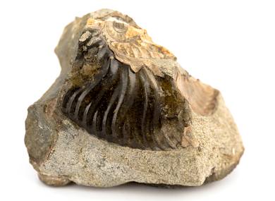 Decorative fossil # 36989 stone ammonite