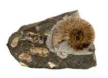 Decorative fossil # 36990 stone ammonite