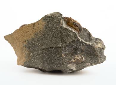 Decorative fossil # 36991 stone ammonite