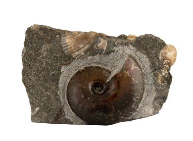Decorative fossil # 36991 stone ammonite