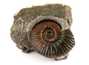 Decorative fossil # 36992 stone ammonite
