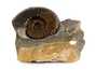 Decorative fossil # 36992 stone ammonite
