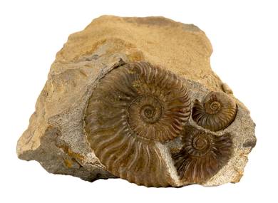 Decorative fossil # 36994 stone ammonite