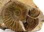 Decorative fossil # 36994 stone ammonite