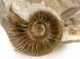 Decorative fossil # 36995 stone ammonite