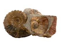 Decorative fossil # 36998 stone ammonite