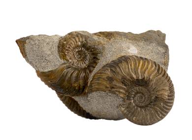 Decorative fossil # 36999 stone ammonite