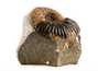Decorative fossil # 37000 stone ammonite