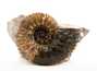 Decorative fossil # 37000 stone ammonite