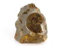Decorative fossil # 37001 stone ammonite
