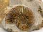Decorative fossil # 37001 stone ammonite