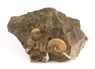Decorative fossil # 37002 stone ammonite