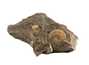Decorative fossil # 37002 stone ammonite